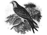 Kite (Falco milvus Egyptius), Heb. RaAH, also translated Glede (Lev.14.13) or Heb. DaAH, also translated Vulture (Lev.11.14)